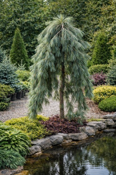 Сосна веймутова Пендула|Pinus strobus `Pendula`|Сосна веймутовая Пендула